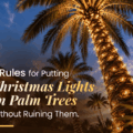 5 Rules for Putting Christmas Lights on Palm Trees Without Ruining Them